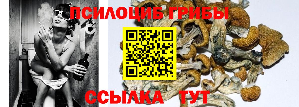 Псилоцибиновые грибы GOLDEN TEACHER  Вход с VPN  Вологда 